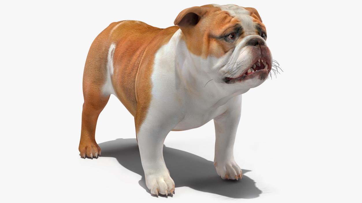 Bulldog 3D model