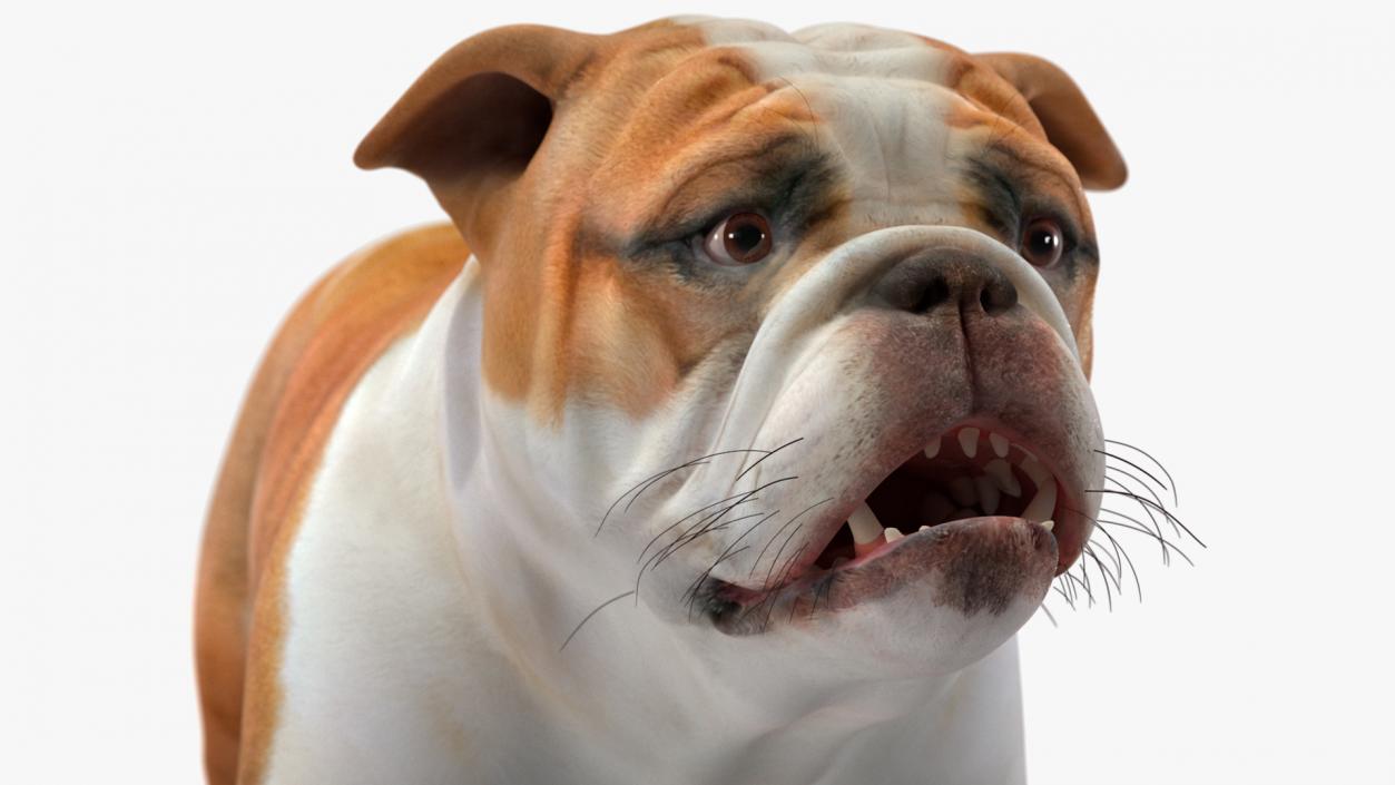 Bulldog 3D model