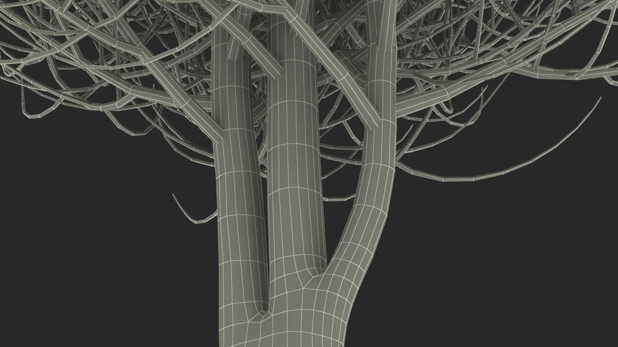 3D Laurel Bark Tree