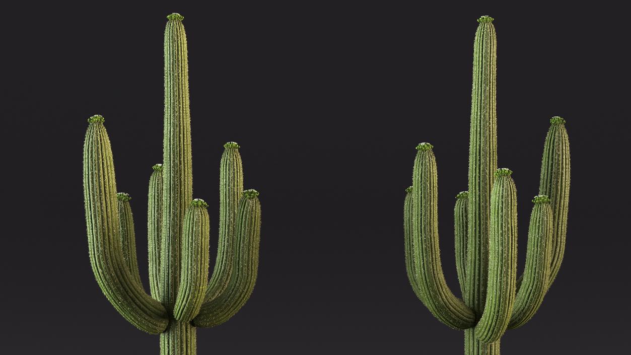 3D Mexican Cactuses Fur Collection