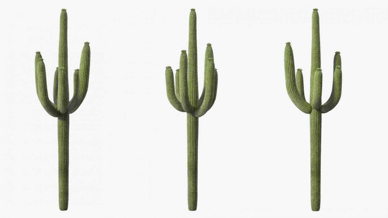 3D Mexican Cactuses Fur Collection