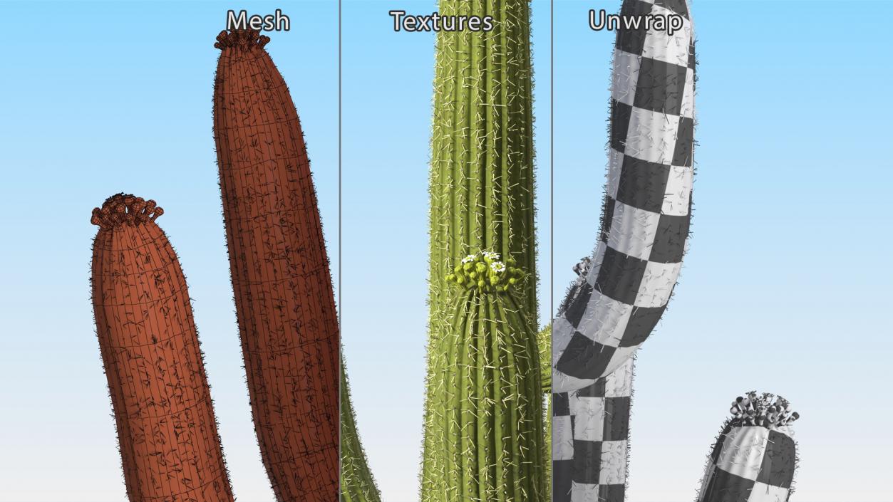 3D Mexican Cactuses Fur Collection