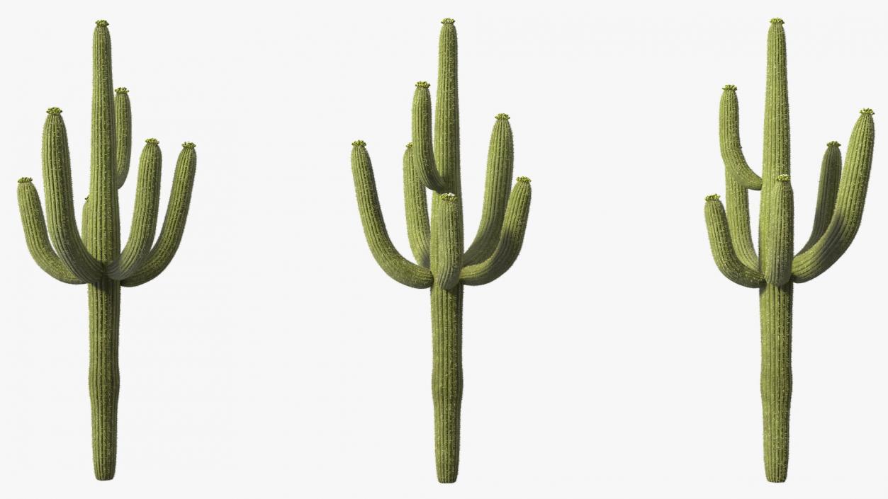 3D Mexican Cactuses Fur Collection