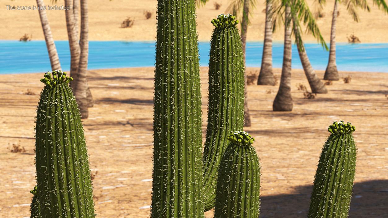 3D Mexican Cactuses Fur Collection