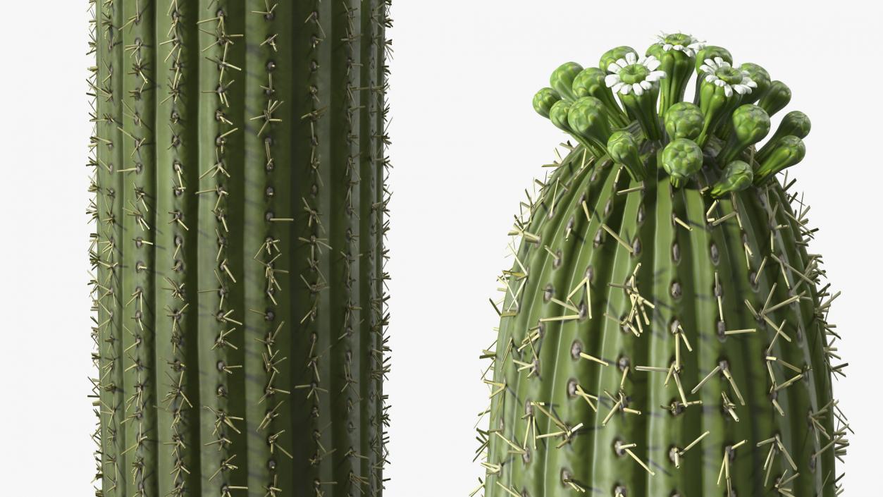 3D Mexican Cactuses Fur Collection