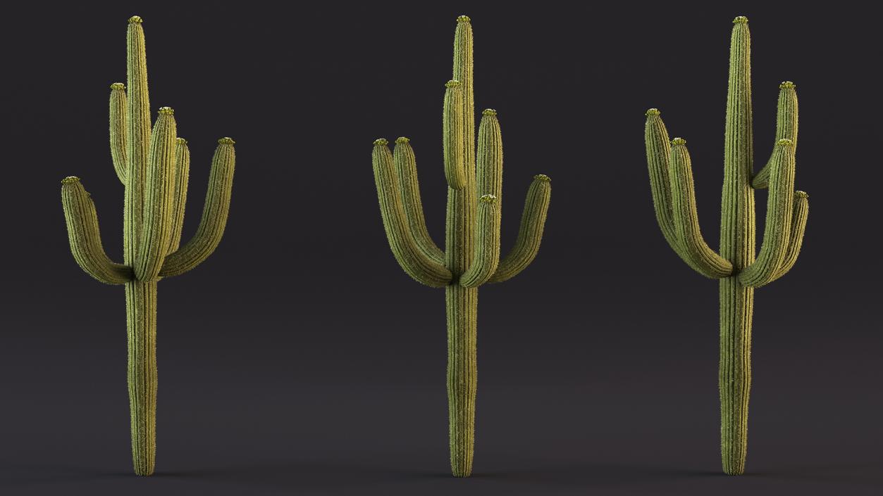 3D Mexican Cactuses Fur Collection