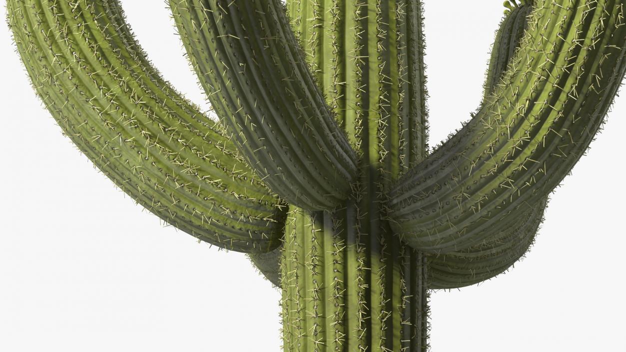 3D Mexican Cactuses Fur Collection