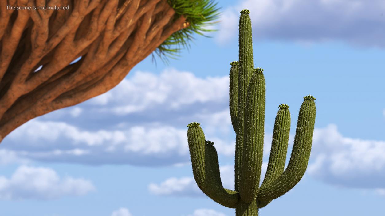 3D Mexican Cactuses Fur Collection