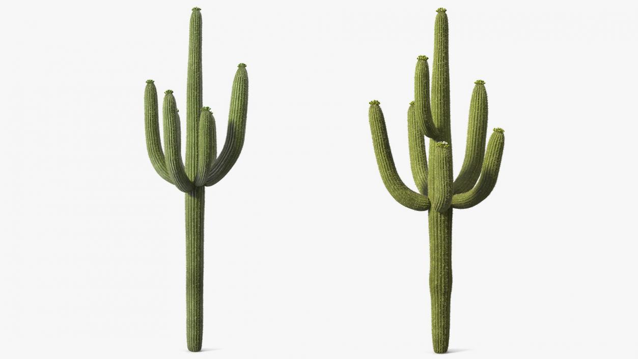 3D Mexican Cactuses Fur Collection