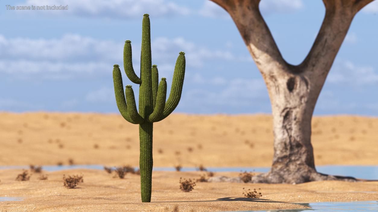 3D Mexican Cactuses Fur Collection