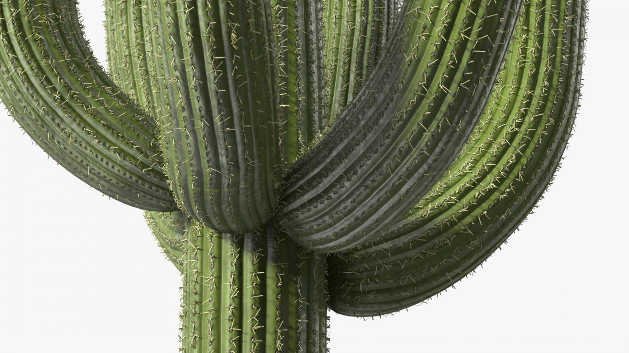 3D Mexican Cactuses Fur Collection