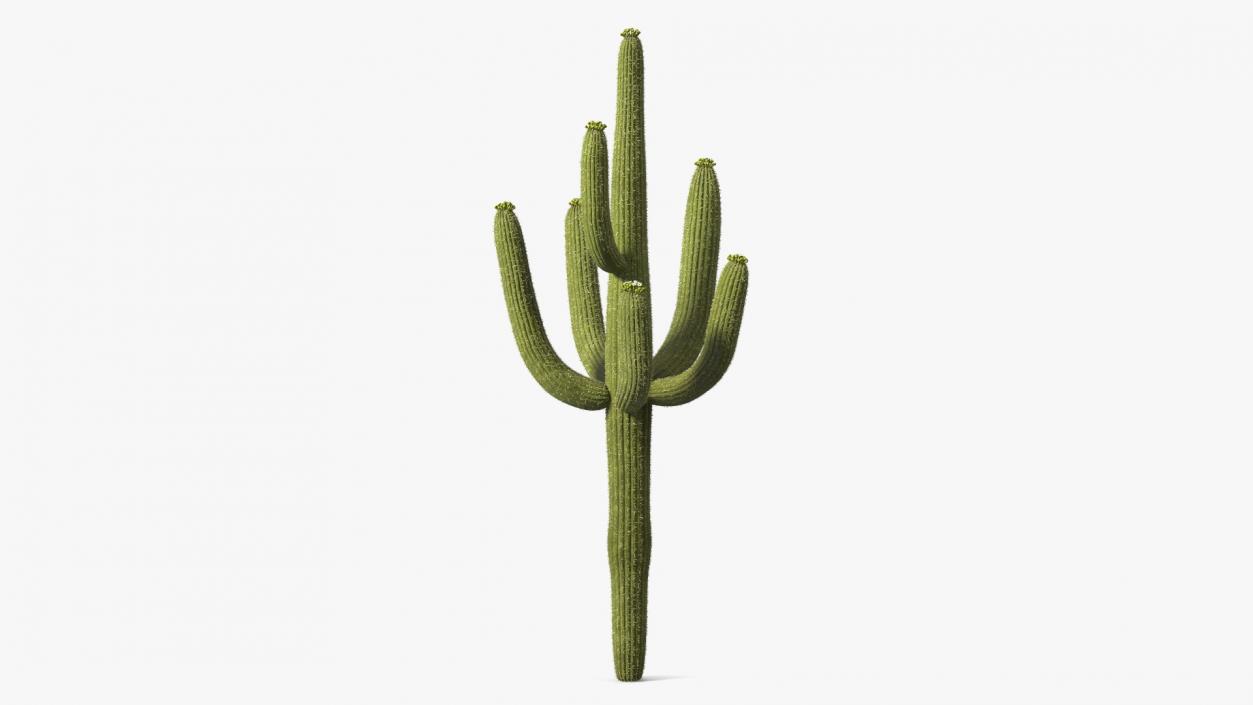 3D Mexican Cactuses Fur Collection