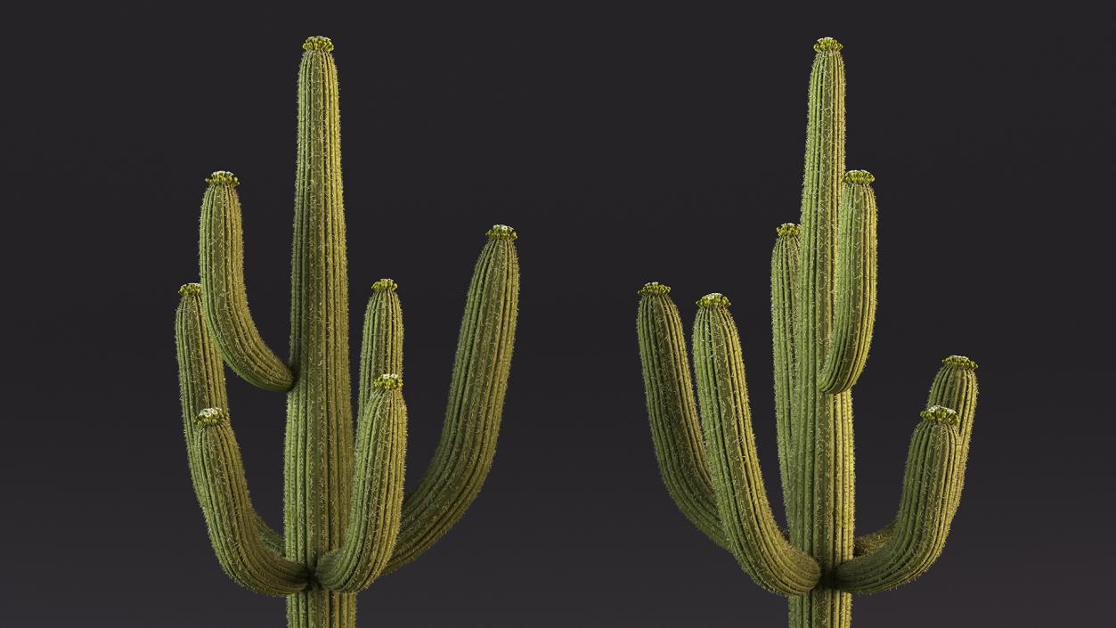 3D Mexican Cactuses Fur Collection