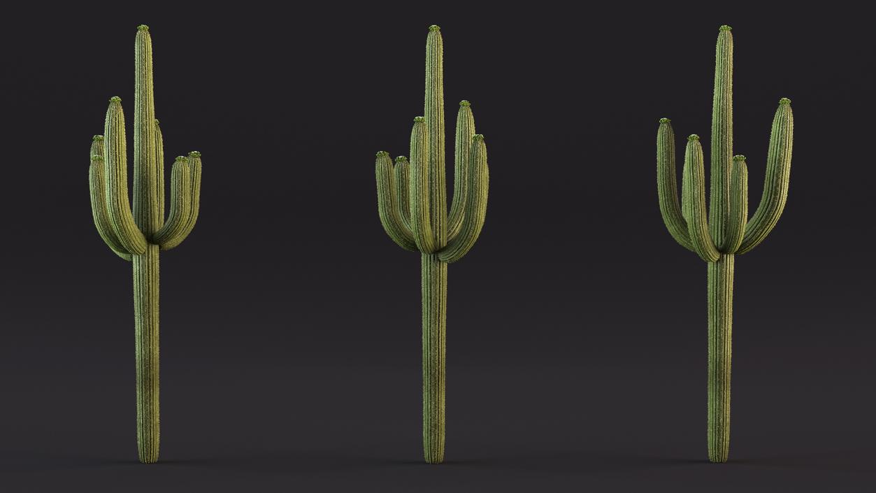 3D Mexican Cactuses Fur Collection