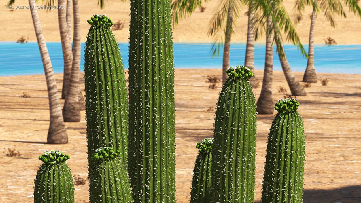 3D Mexican Cactuses Fur Collection