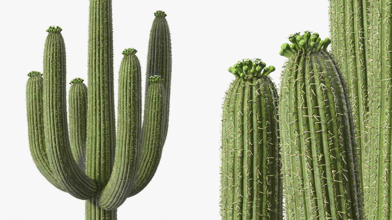 3D Mexican Cactuses Fur Collection