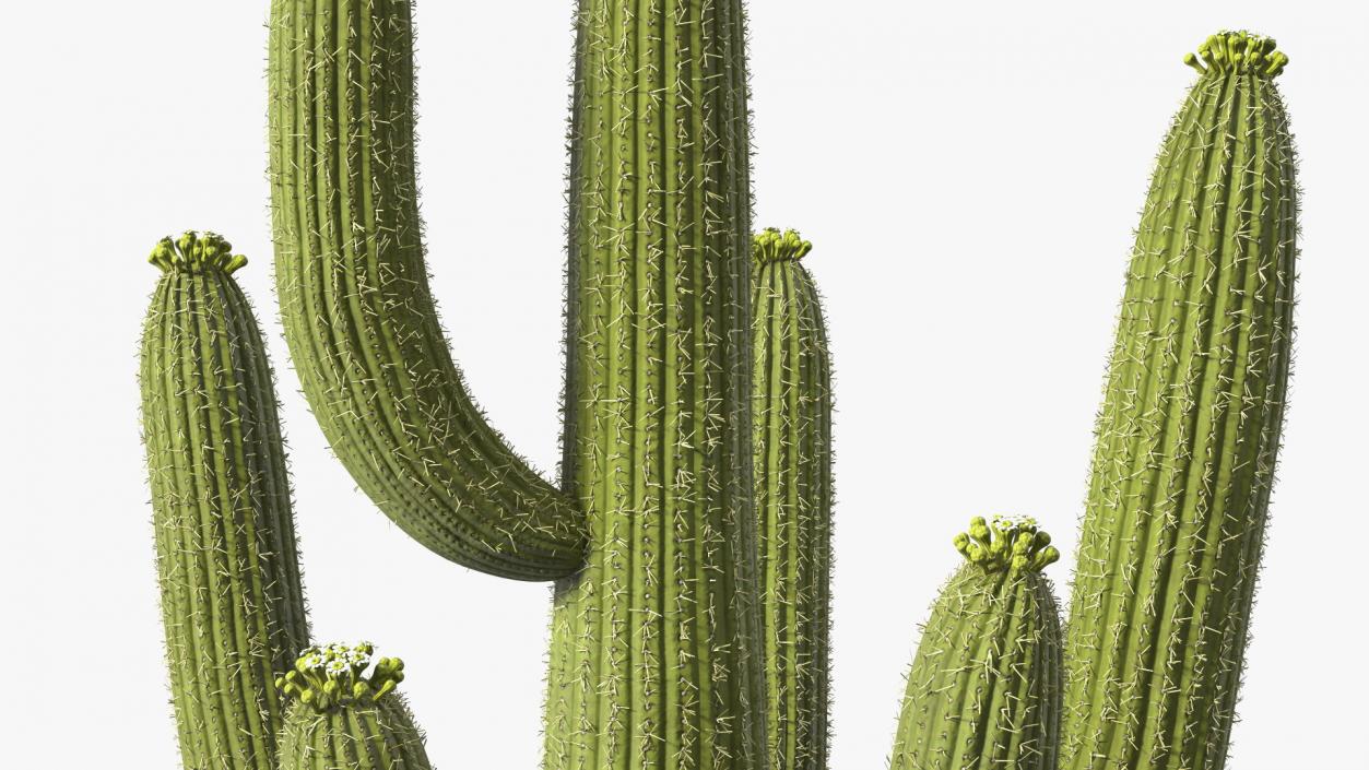 3D Mexican Cactuses Fur Collection