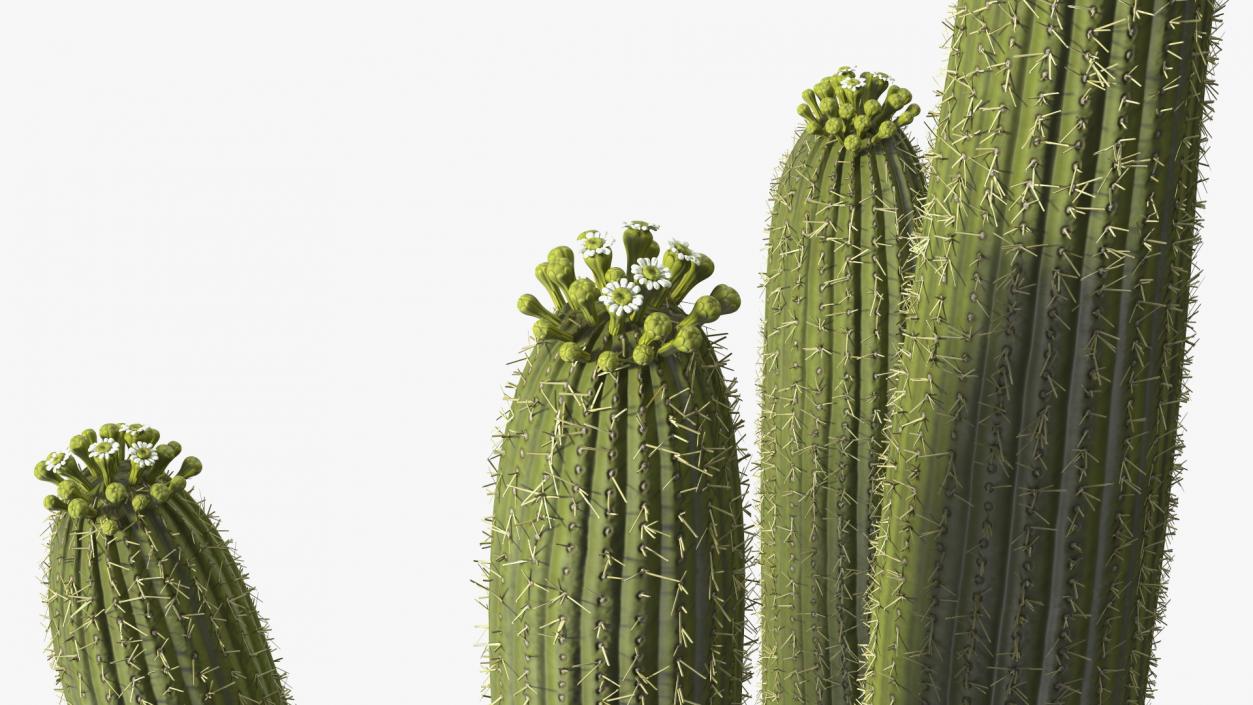 3D Mexican Cactuses Fur Collection