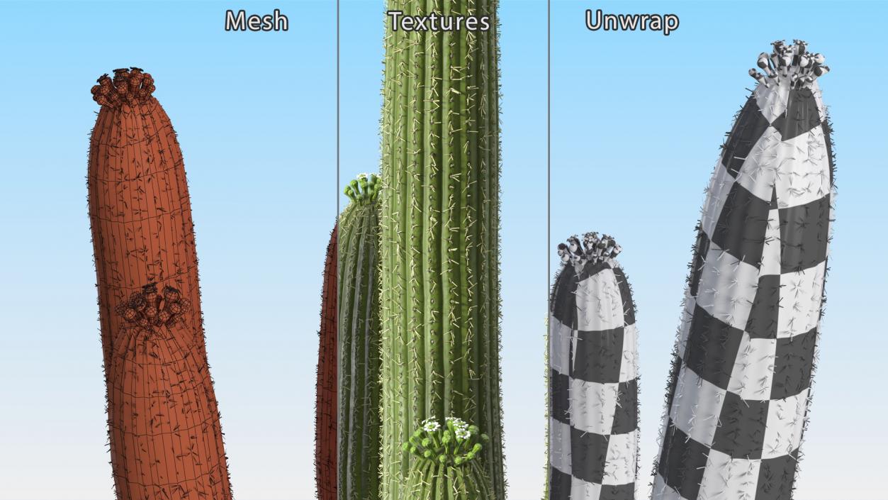 3D Mexican Cactuses Fur Collection