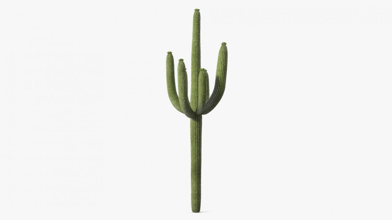 3D Mexican Cactuses Fur Collection