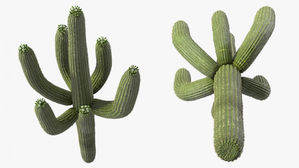 3D Mexican Cactuses Fur Collection