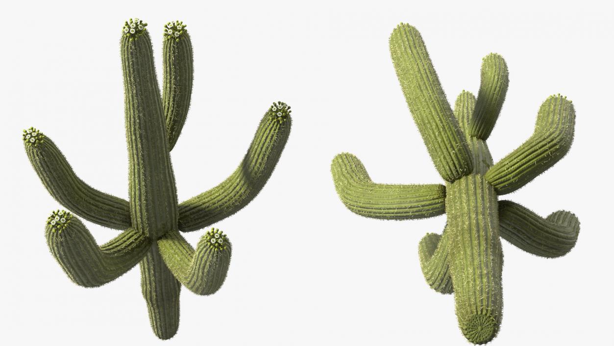 3D Mexican Cactuses Fur Collection