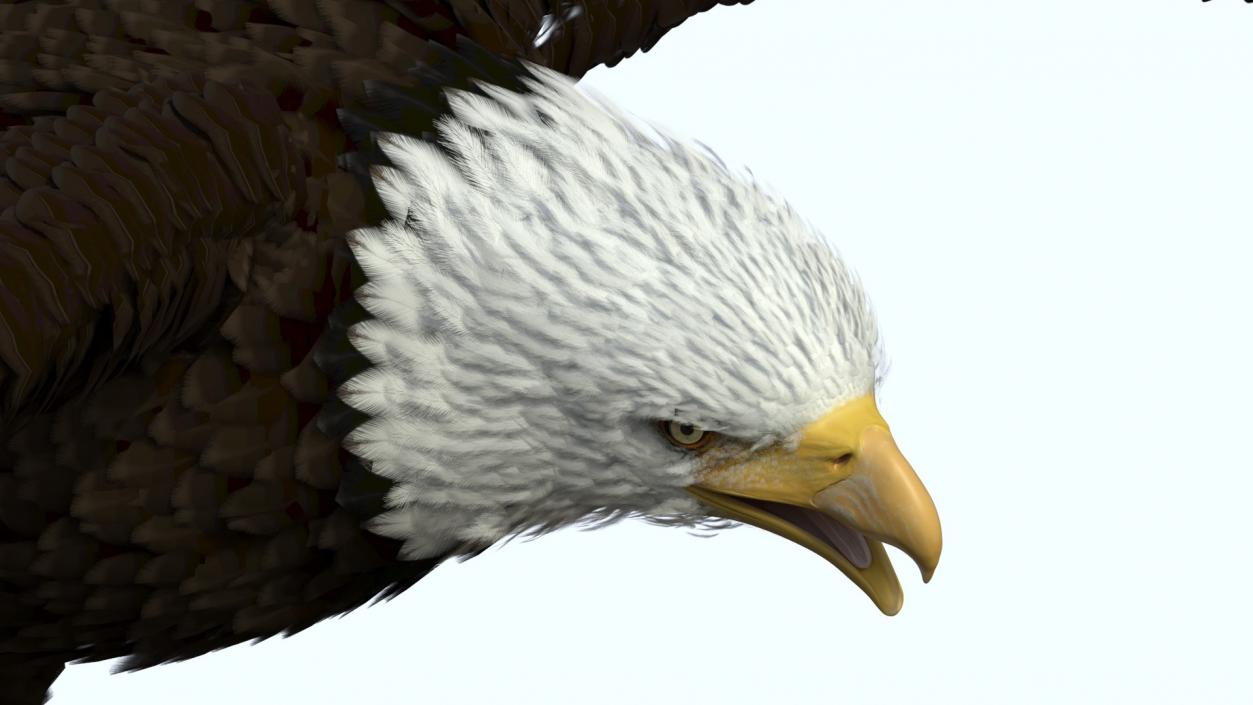 Realistic Bald Eagle Rigged 3D