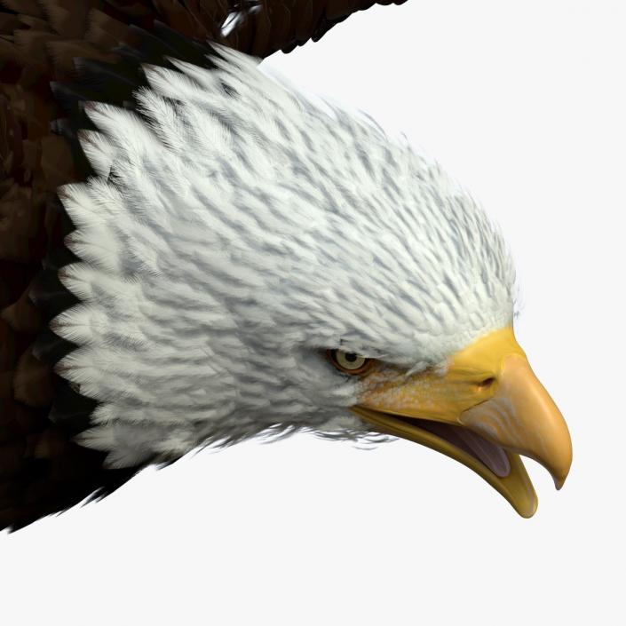 Realistic Bald Eagle Rigged 3D