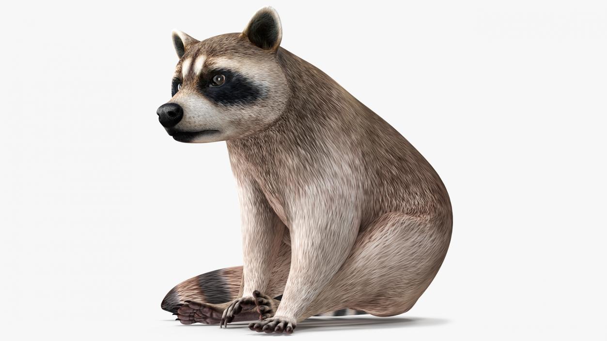 3D model Raccoon Sitting Pose