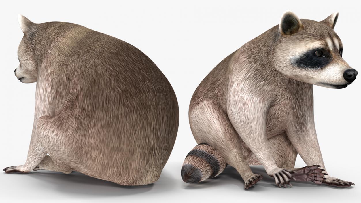 3D model Raccoon Sitting Pose