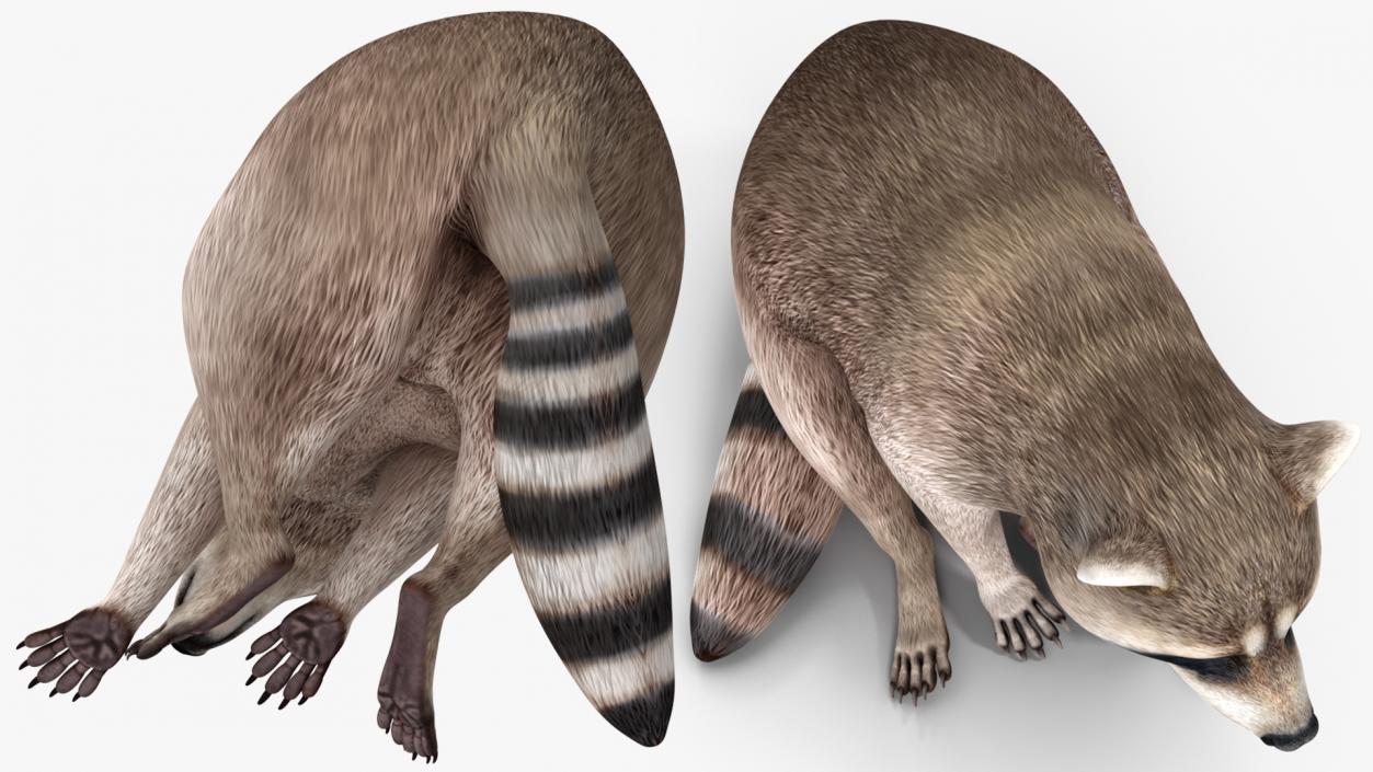 3D model Raccoon Sitting Pose