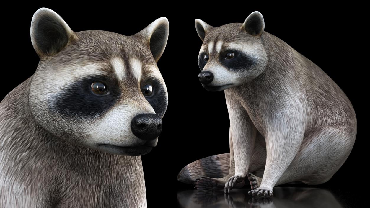 3D model Raccoon Sitting Pose