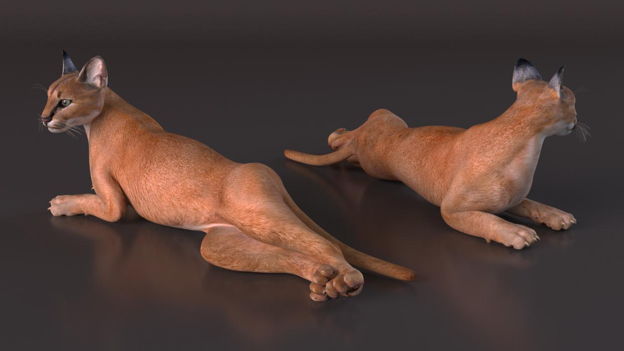 Caracal Cat Resting 3D model