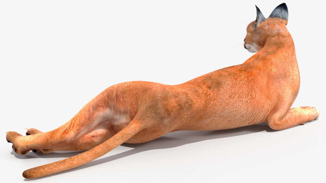 Caracal Cat Resting 3D model