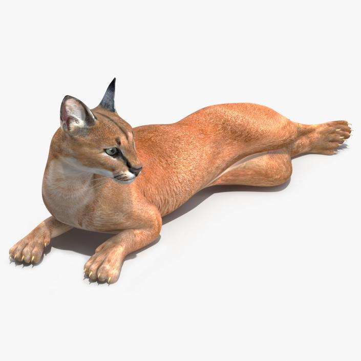 Caracal Cat Resting 3D model