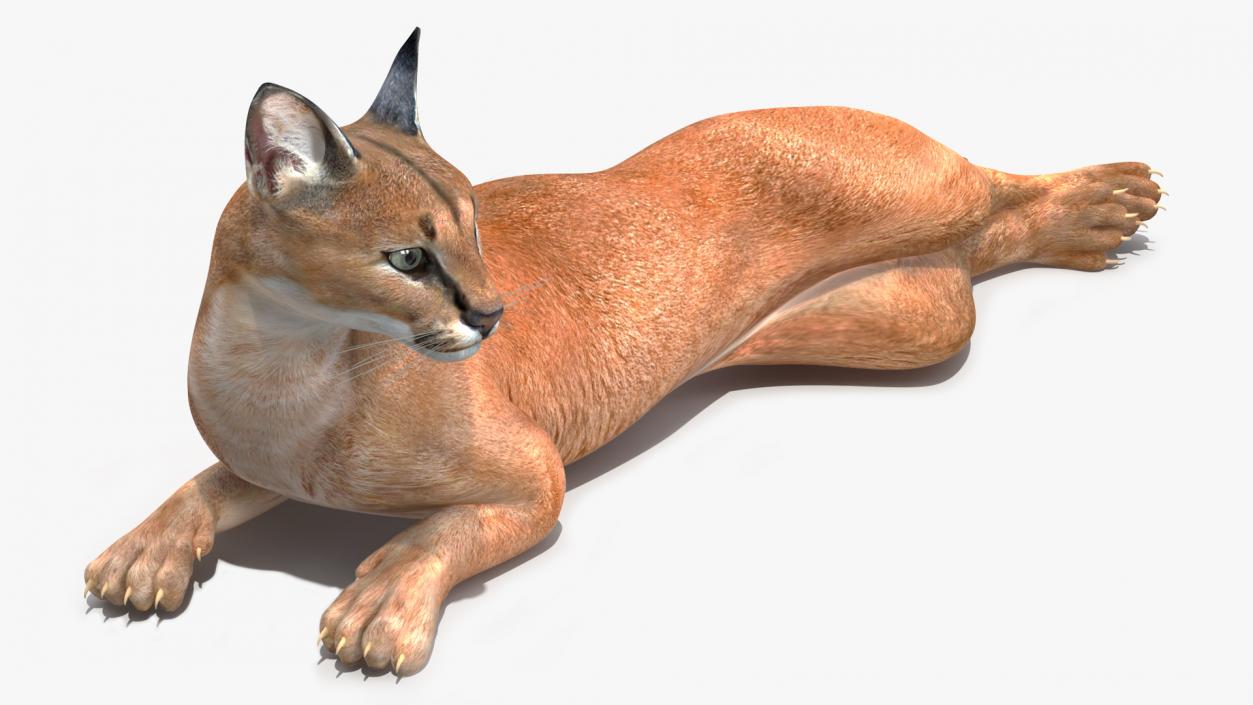 Caracal Cat Resting 3D model