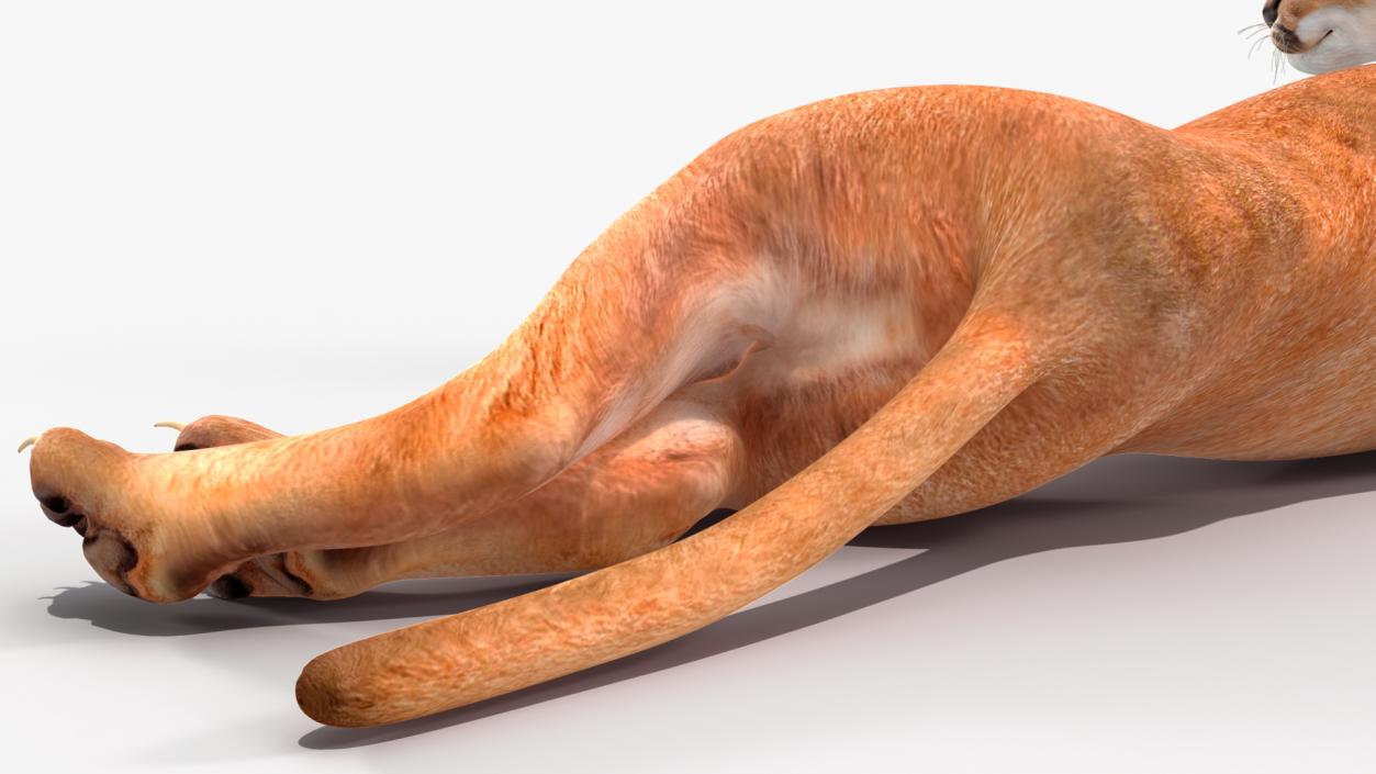 Caracal Cat Resting 3D model