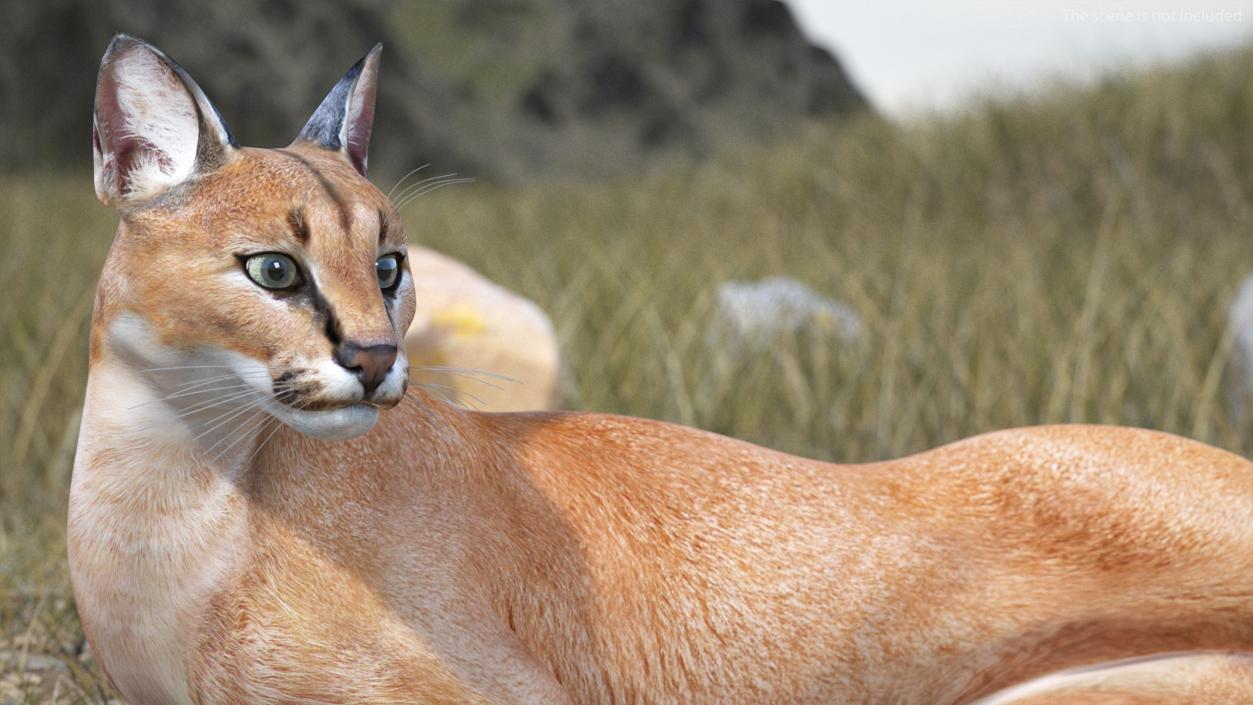 Caracal Cat Resting 3D model