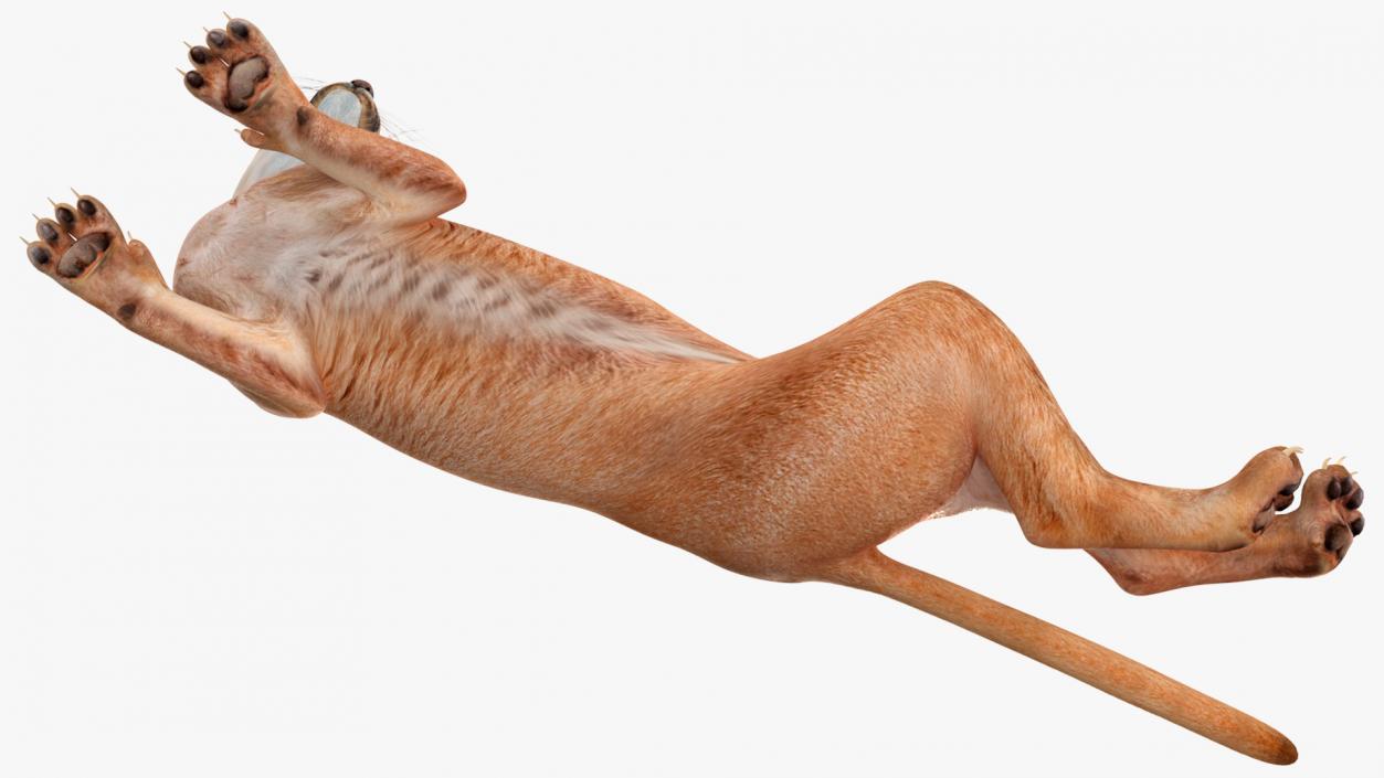 Caracal Cat Resting 3D model