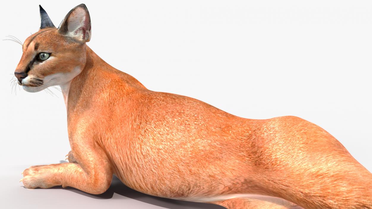 Caracal Cat Resting 3D model