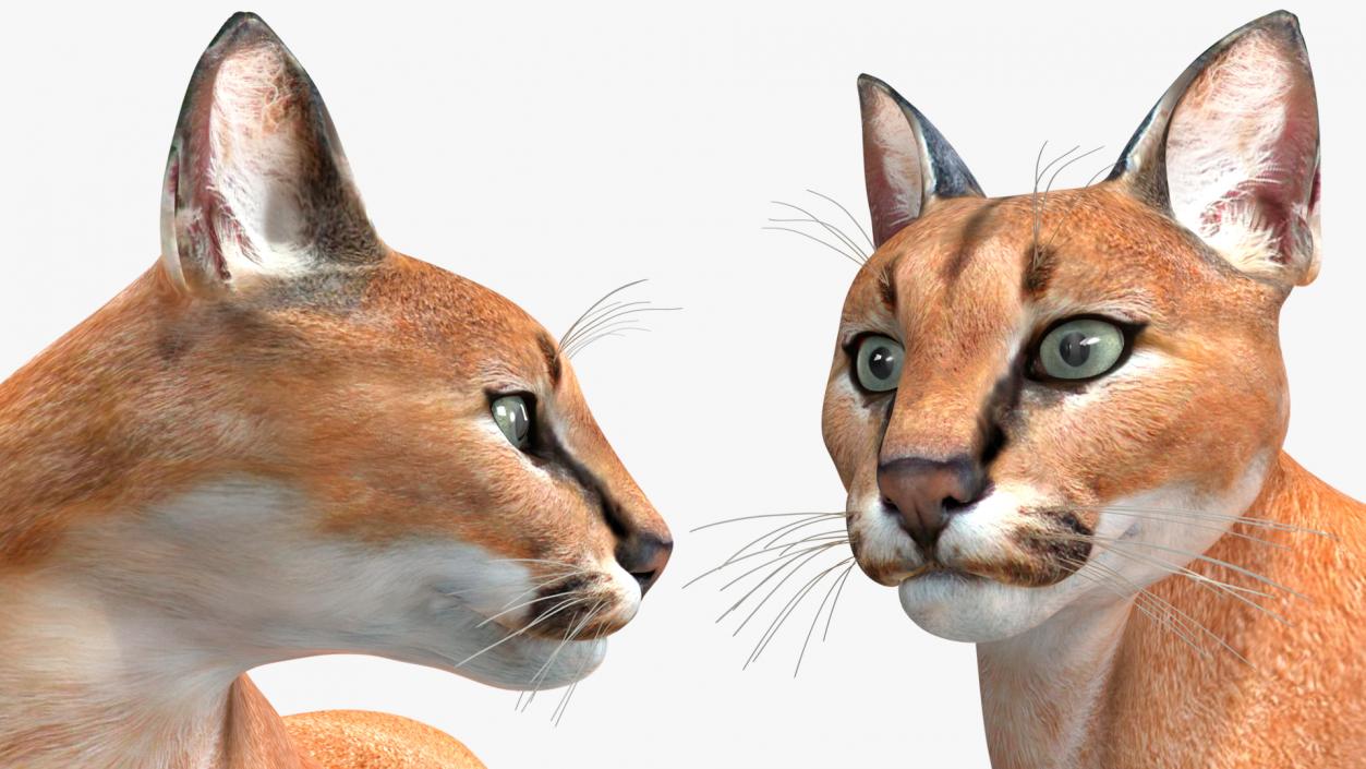 Caracal Cat Resting 3D model