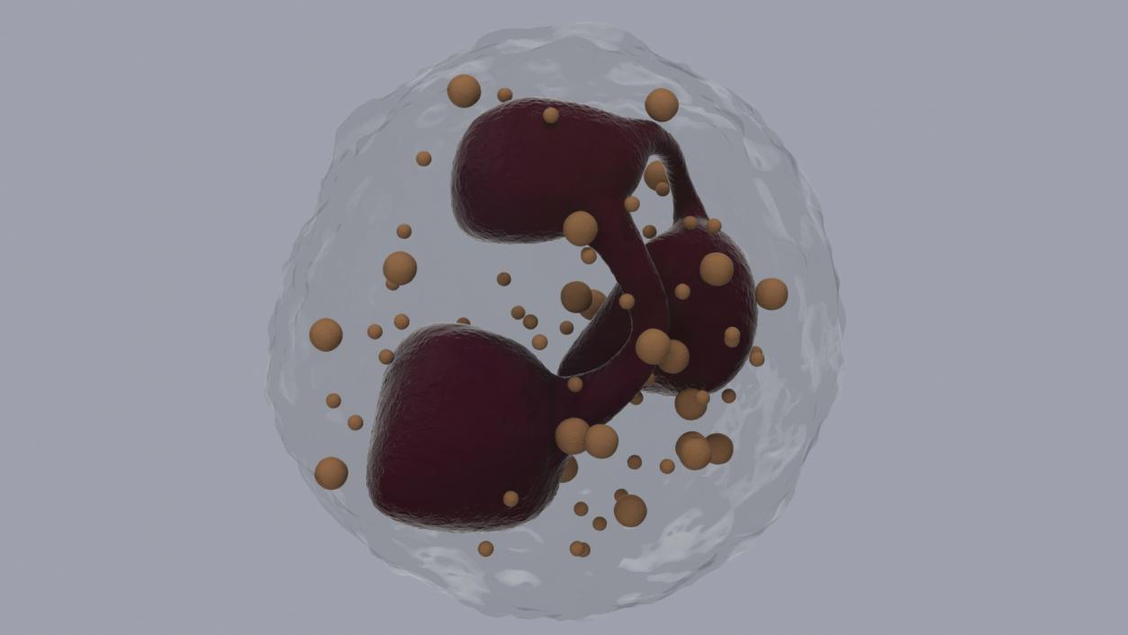 3D Neutrophil Blood Cell