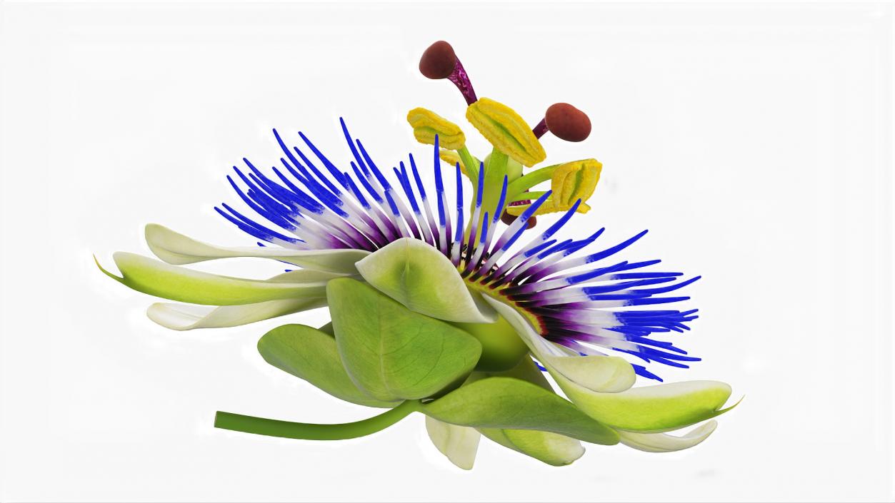 Passion Flower 3D model