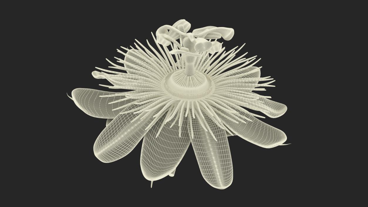 Passion Flower 3D model