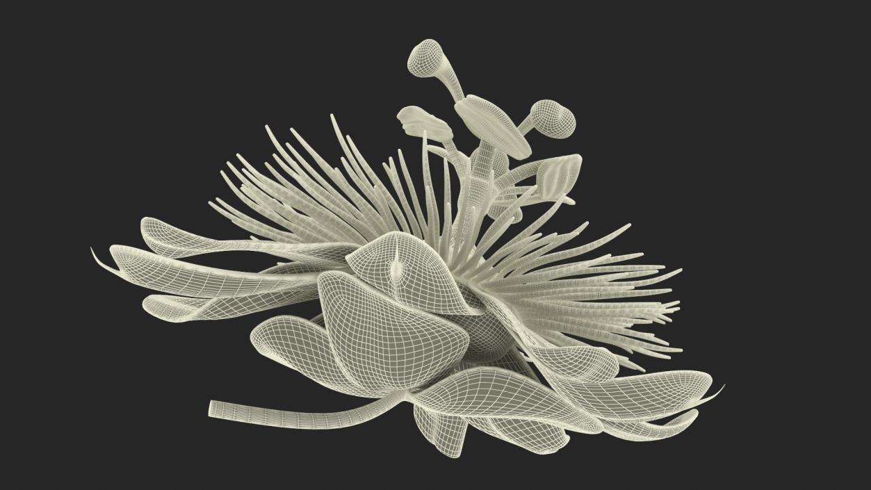 Passion Flower 3D model