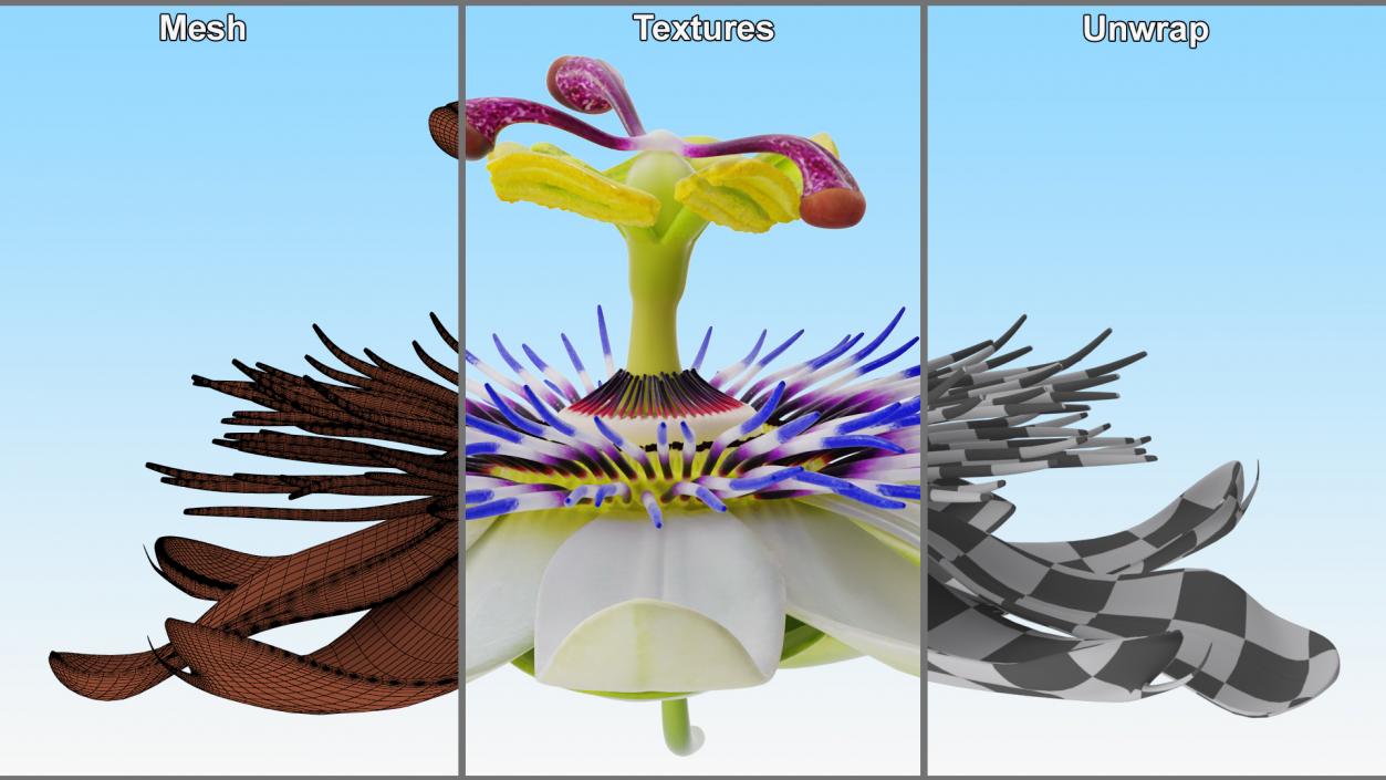 Passion Flower 3D model