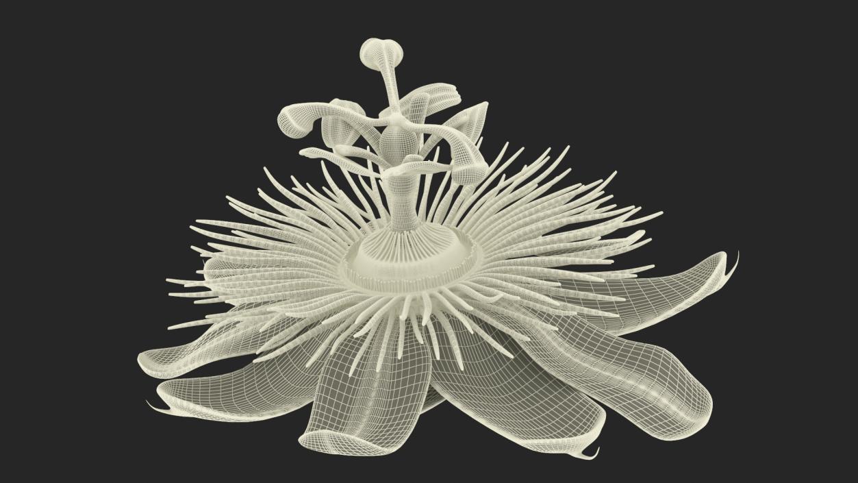 Passion Flower 3D model