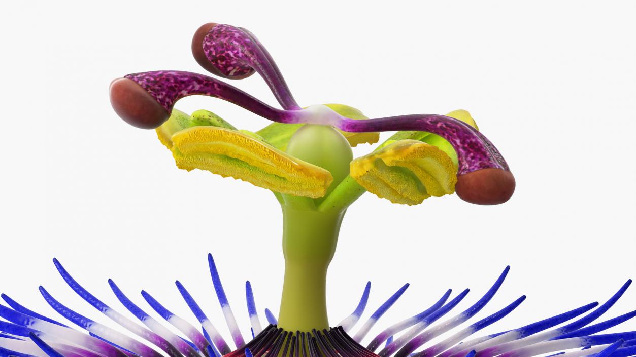 Passion Flower 3D model