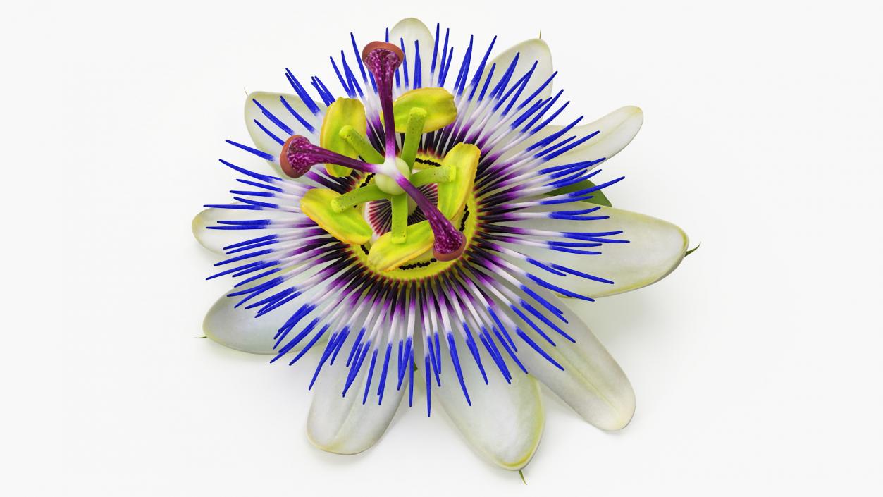 Passion Flower 3D model