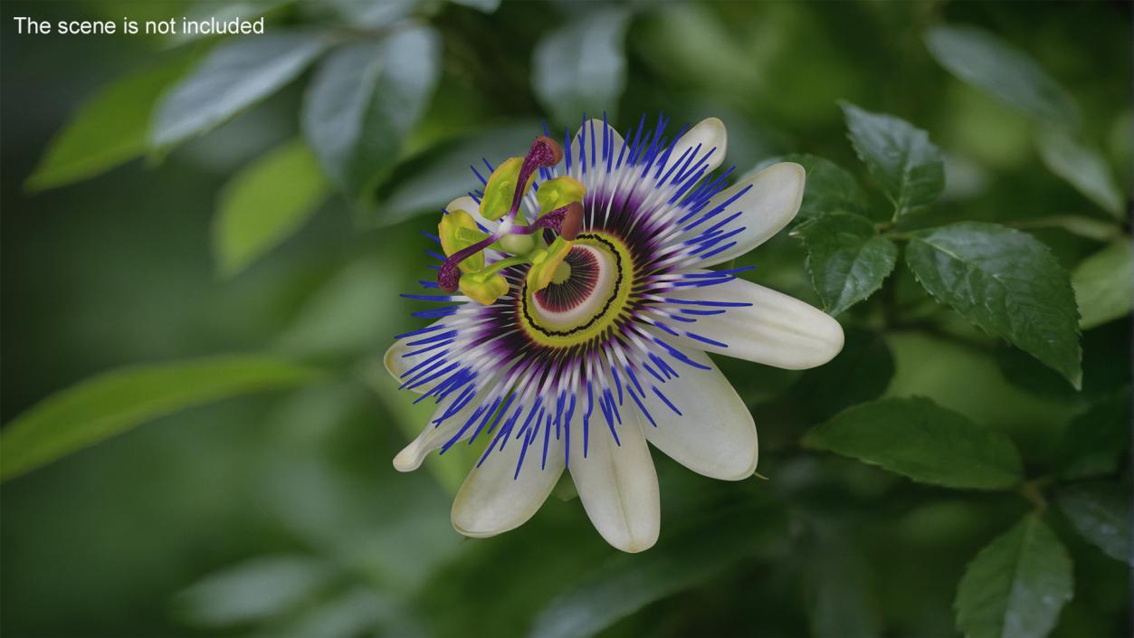 Passion Flower 3D model